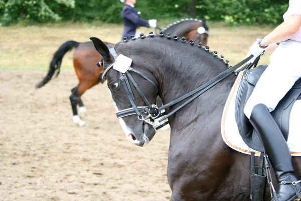 Cavalo torneio preto — Fotografia de Stock