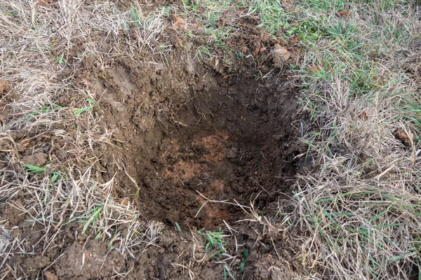 Grave et hul på græsplæne til plante - Stock-foto