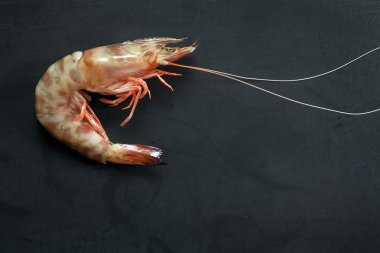 Taze karides kavramı