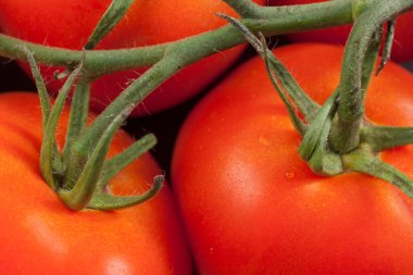 Meydan okuyan hibrit domates