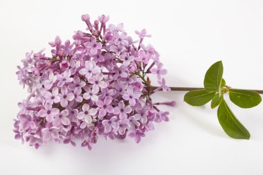 Common lilac flower clipart