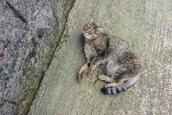 セメントの縞模様の猫 — ストック写真