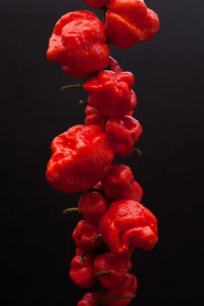 Trinidad moruga scorpion peppers — Stock Photo, Image