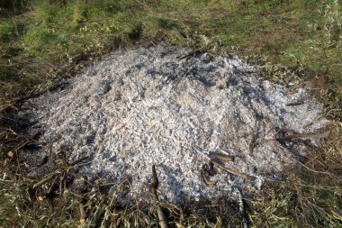 Zeytin dalı ve yangın