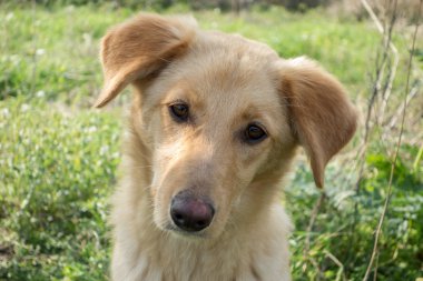 Doğada sokak köpeği