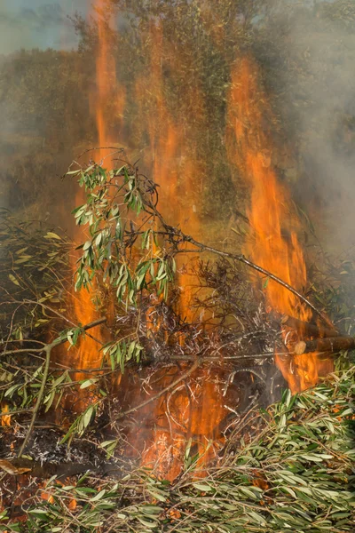 Ramos de azeitona e fogo — Fotografia de Stock