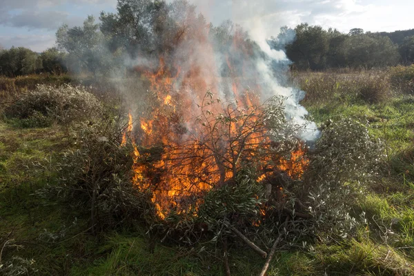 Olivkvistar och eld — Stockfoto