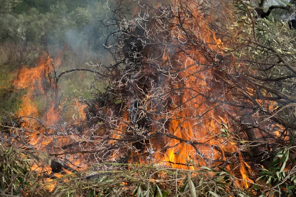 Olivkvistar och eld — Stockfoto