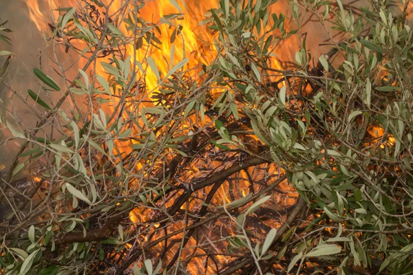 Branches d'olivier et feu — Photo