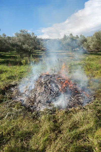 Olivkvistar och eld Royaltyfria Stockfoton