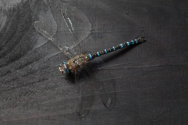 Imperador Dragonfly inseto — Fotografia de Stock