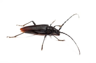Cerambyx cerdo