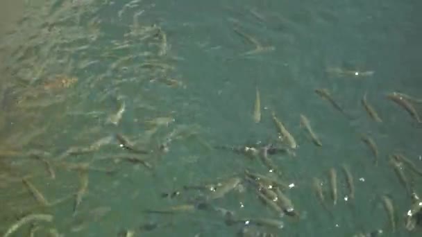 Pesce sull'acqua di mare — Video Stock