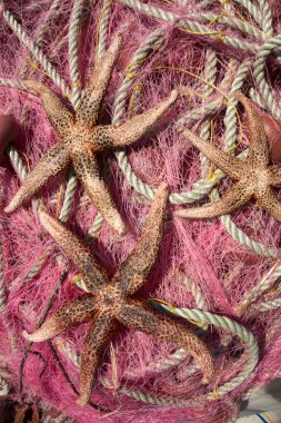 balık ağlarına & deniz yıldızı