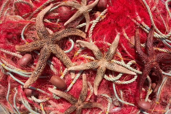Fishing nets & sea stars — Stock Photo, Image