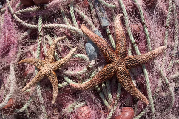 Redes de pesca & estrelas do mar — Fotografia de Stock