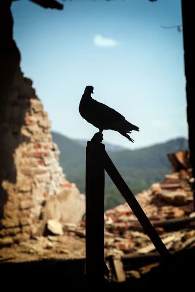 Güvercin, barış işareti — Stok fotoğraf