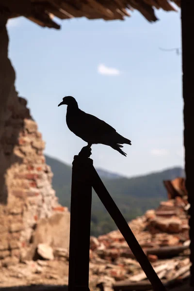 Güvercin, barış işareti — Stok fotoğraf