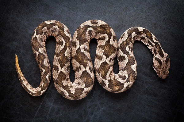 Viper snake — Stock Photo, Image