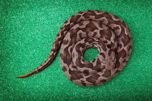 Serpent vipère — Photo