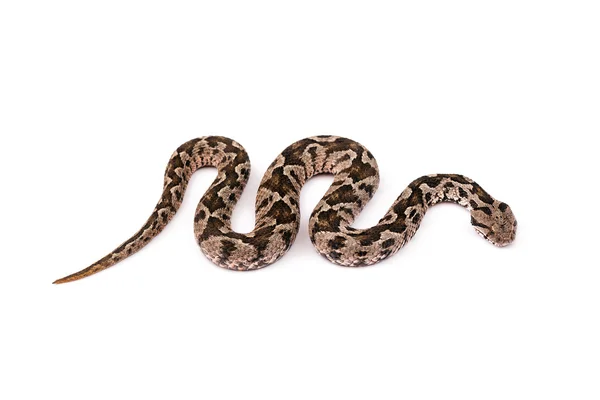 Viper snake — Stock Photo, Image