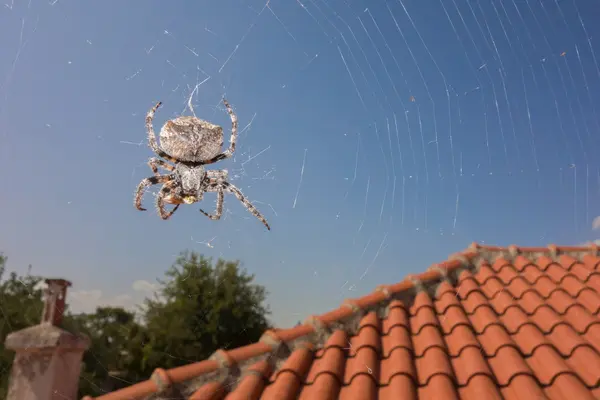 蜘蛛和黄蜂 — 图库照片