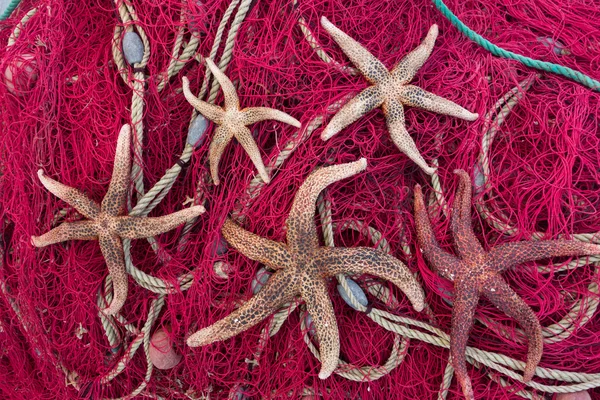 Starfish — Stock Photo, Image