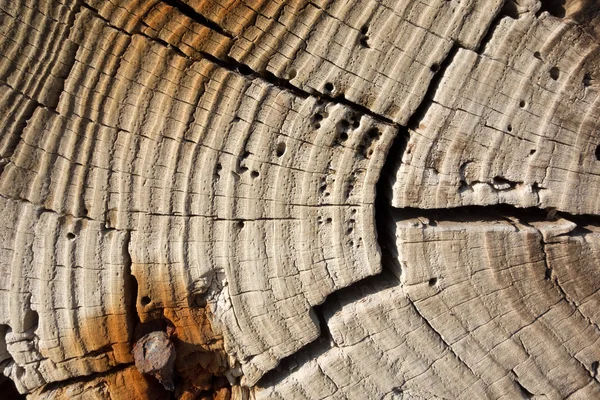 Grained wood — Stock Photo, Image