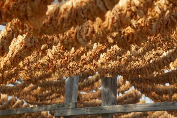 Folhas de tabaco amarradas em corda — Fotografia de Stock