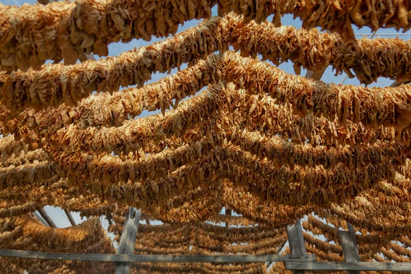 Folhas de tabaco amarradas em corda — Fotografia de Stock