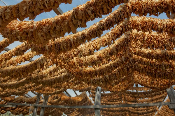 Folhas de tabaco amarradas em corda — Fotografia de Stock