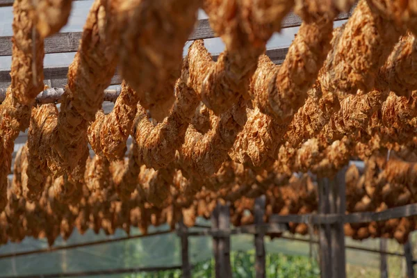 Tobaksblad bundna i rep — Stockfoto