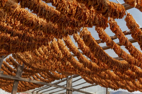 Tobaksblad bundna i rep — Stockfoto