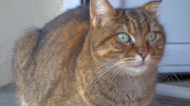 Chat tabby 