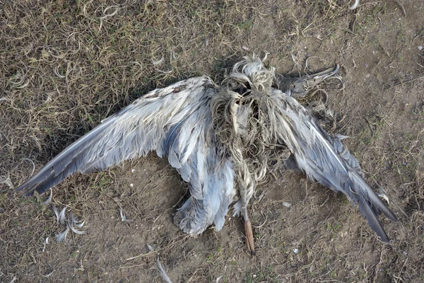 Pájaro muerto — Foto de Stock