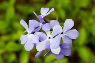 Küçük mavi çiçekler çiçek açması