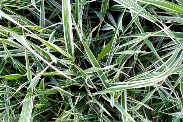 Doğal çim dokusu — Stok fotoğraf
