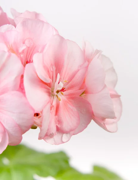 Kwiaty różowe geranium zbliżenie z miękkim podkładem — Zdjęcie stockowe