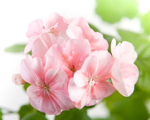 Fiori di geranio rosa primo piano con supporto morbido — Foto Stock