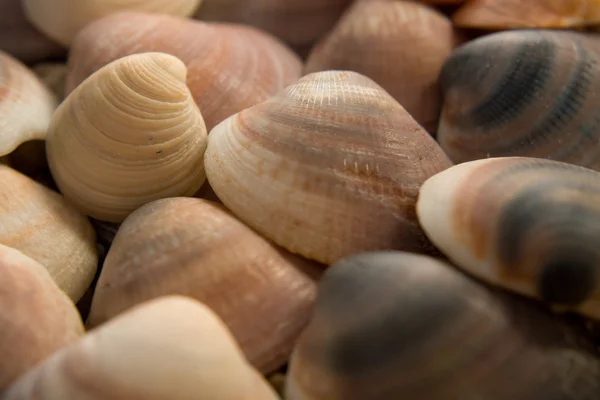 Deniz kabukları closeup kompozisyon
