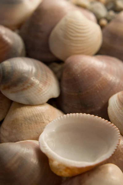 Sea Shells closeup composition — Stock Photo, Image