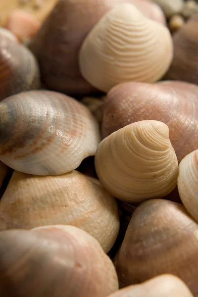 Deniz kabukları closeup kompozisyon — Stok fotoğraf