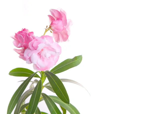 De bloem oleander bloeiende close-up — Stockfoto