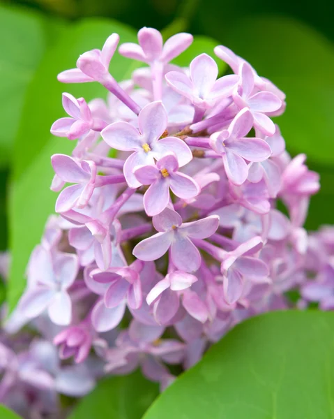 Flores de lila al aire libre — Foto de Stock