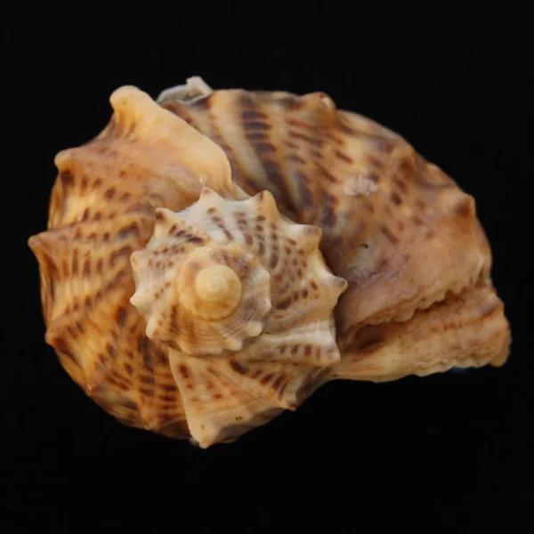 Sea shell on the black backing — Stock Photo, Image