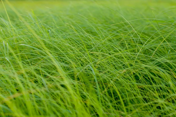 La texture erba naturale — Foto Stock
