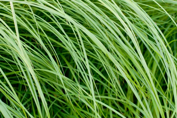 La texture erba naturale — Foto Stock