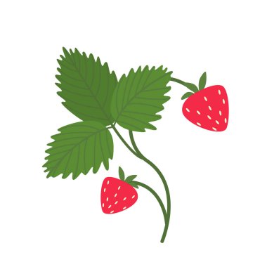 Kabuklu olgun çilekler ve beyaz arka planda yeşil bir yaprak. Vektörde kırmızı çilek çalısı.