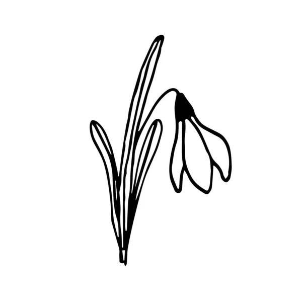 Jedna Kropla Śniegu Doodle Liśćmi Białym Tle Kwiat Wiosenny — Wektor stockowy