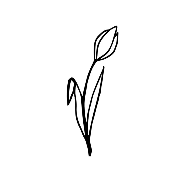 Doodle Une Tulipe Sur Fond Blanc Isolé Peut Être Utilisé — Image vectorielle